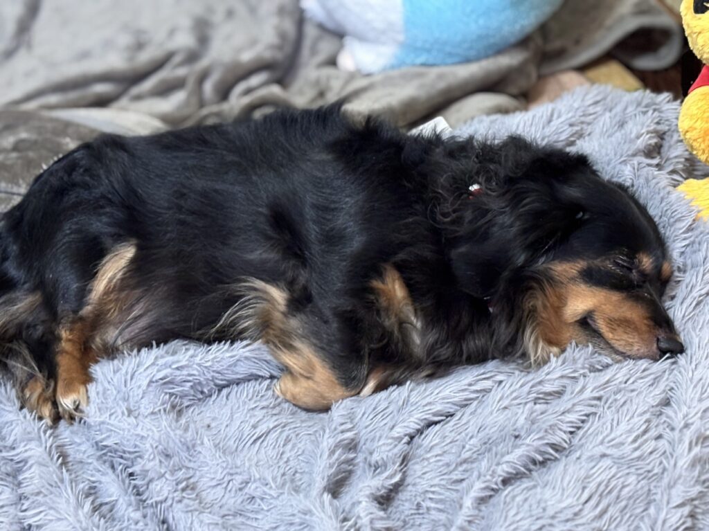 《さくらちゃん》の話